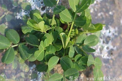 花生踩秧有什么好處？什么是花生踩秧？
