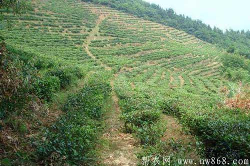 一畝地是多少平方米？數據是根據什么計算的？
