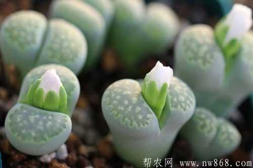 多肉植物品種及圖片大全以及部分多肉植物名稱介紹