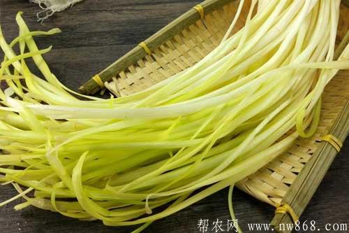 韭黃窖內(nèi)培育的新方法