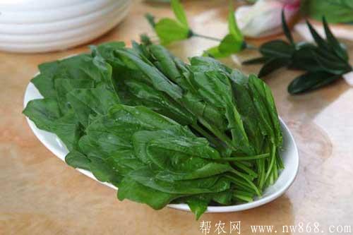 菠菜圖片及菠菜植物特性