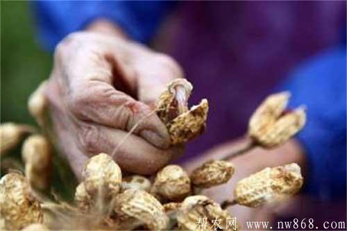花生空殼是由什么原因引起的？如何防治和解決