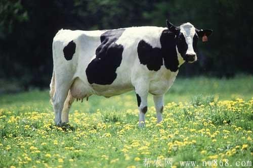 奶牛干乳期的科學飼養管理方法