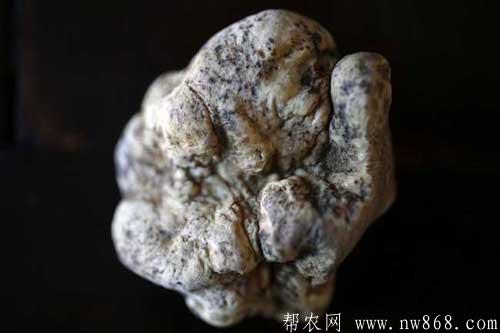 白松露是什么東西？白松露可以人工種植么？