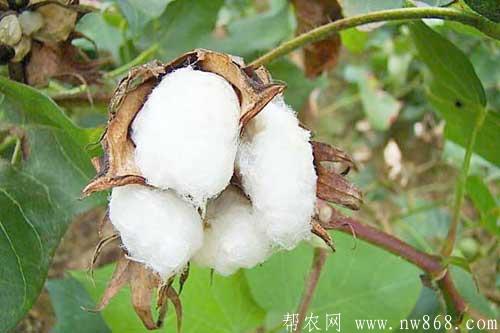 棉花良種介紹——高產棉花品種有哪些