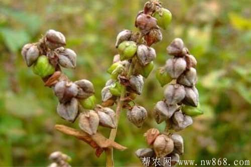 苦蕎圖片和苦蕎的種植方法