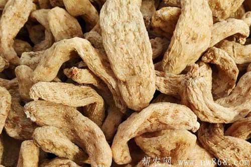 農村種植什么藥材最賺錢？介紹幾個種植利潤可觀的項目