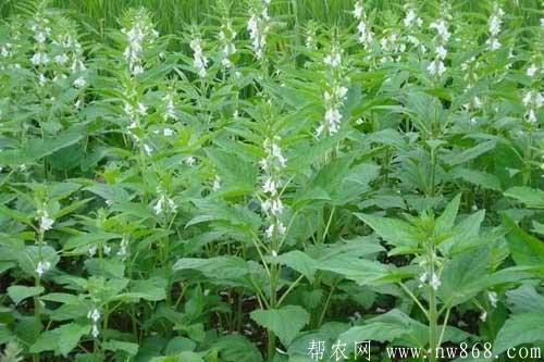 春芝麻種植時間和防病管理措施