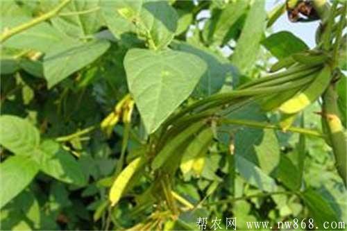 大豆發生秕粒的原因及防治措施