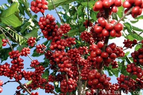 咖啡豆種植管理方法及病蟲害防治措施