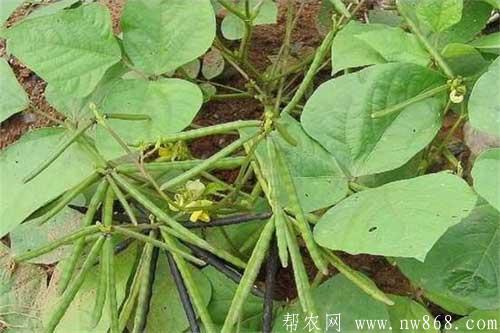 綠豆種植期間常見病蟲害及防治措施