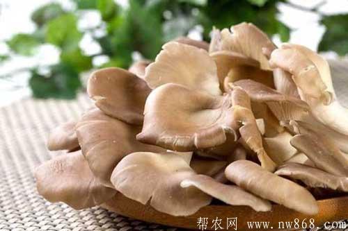 平菇圖片欣賞及平菇種類介紹