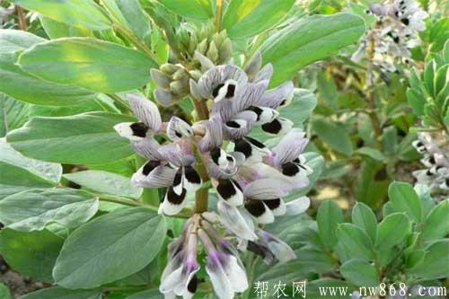 蠶豆缺鉀怎么辦？如何解決？