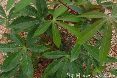 木薯種植過程中怎樣防治病蟲害
