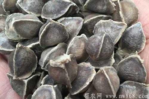 辣木籽有什么功效和作用?辣木籽是什么東西? 辣木籽有什么功效和作用?辣木籽是什么東西?
