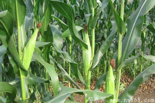 種植玉米施用什么肥料比較好 種植玉米施用什么肥料比較好