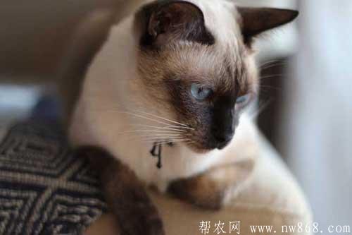暹羅貓怎么養(yǎng)才好?養(yǎng)暹羅貓需要注意什么? 暹羅貓怎么養(yǎng)才好?養(yǎng)暹羅貓需要注意什么?