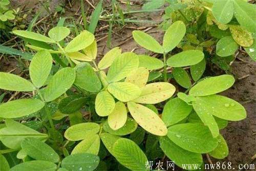 花生黃葉怎么辦？花生黃葉是什么原因？