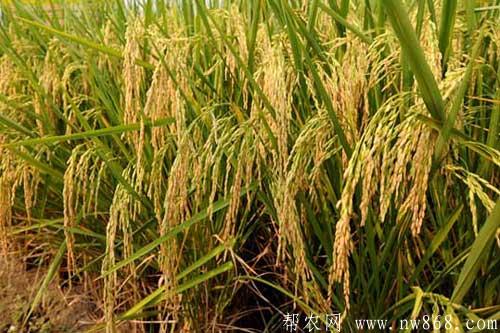 怎樣識別假劣雜交水稻種子