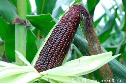 怎樣種植黑玉米？黑玉米種子多少錢？