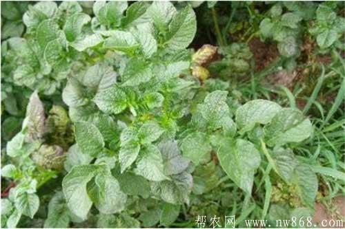 怎樣防治馬鈴薯花葉病？