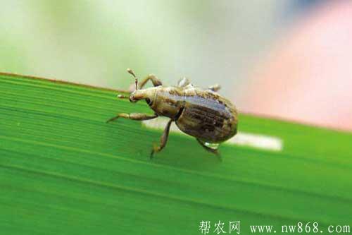 種植水稻發生稻水象甲應該如何防治？