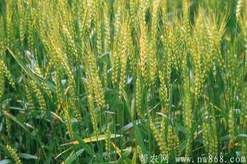 冬小麥優(yōu)良品種選擇及高產(chǎn)種植技術(shù) 冬小麥優(yōu)良品種選擇及高產(chǎn)種植技術(shù)
