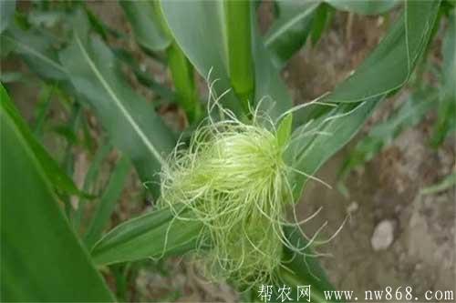 玉米不結棒的原因是什么
