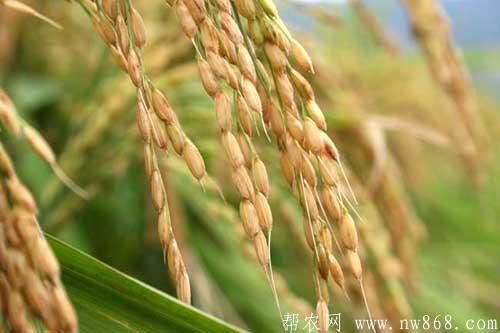 水稻種植生長后期病蟲害防治及水肥管理
