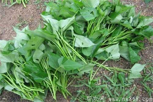 紅薯增產(chǎn)的施肥技巧與土壤檢測方法
