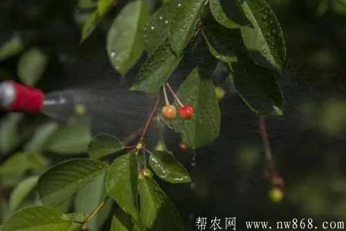 果樹防落果藥劑配制方法
