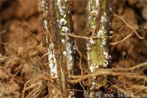 怎樣防治大豆根腐病？大豆根腐病有哪些癥狀？