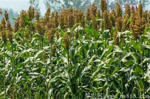 高粱種植過程中如何做好施肥管理