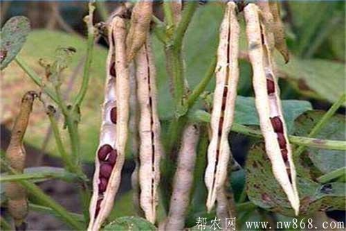 紅小豆種植及田間管理技術