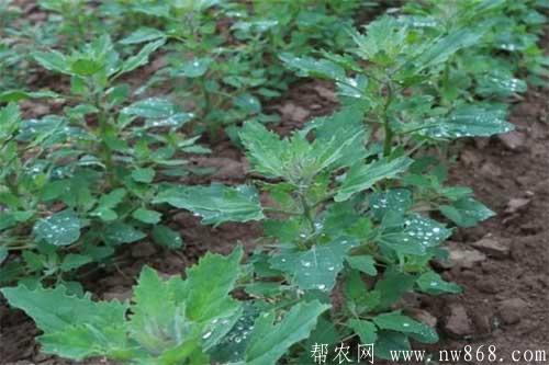 藜麥（灰灰菜）種植和繁殖方法
