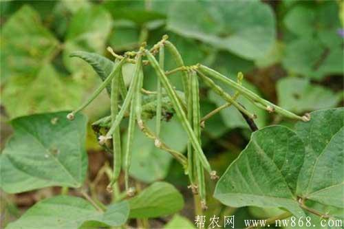 綠豆高產(chǎn)種植有哪些方法
