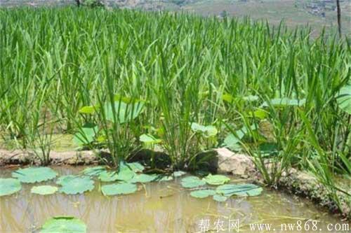 馬蹄荸薺是什么|荸薺的種植技術(shù)