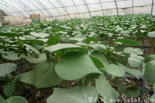 棉花病蟲害種類及防治方法