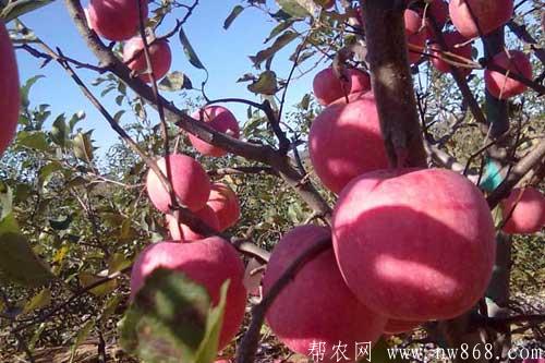 蘋果圖片欣賞及蘋果常見品種介紹