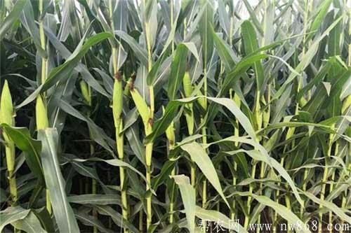 怎樣種植春玉米？如何掌握種植時間和方法