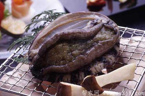國外鮑魚品種及國外鮑魚圖片大全