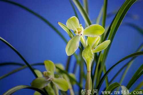 蘭花有哪些品種|怎樣才能養好蘭花