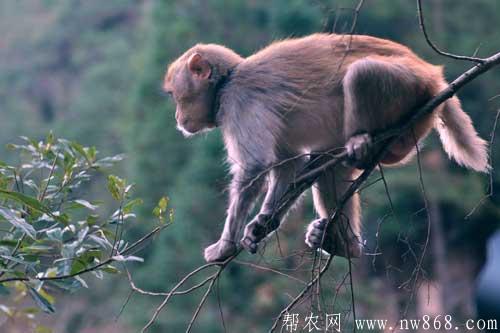 猴子吃什么食物|猴子壽命有多長 猴子吃什么食物|猴子壽命有多長