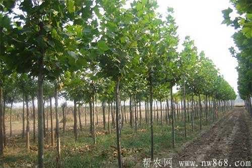 刺槐截干造林需要掌握哪些技術要點