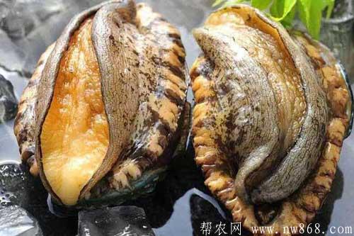 國內(nèi)鮑魚品種簡介及國內(nèi)鮑魚圖片大全