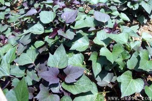 紫薯種植過程中需要注意什么
