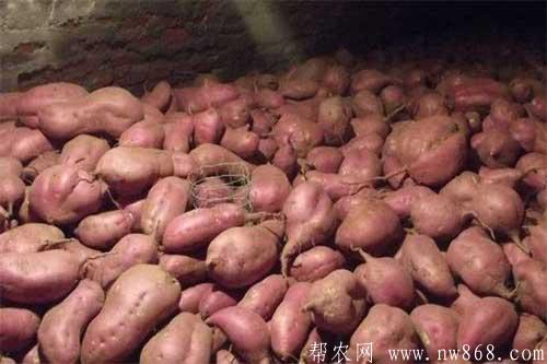 紅薯采收后如何儲藏