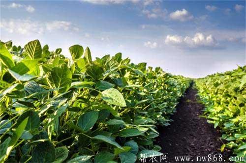 大豆種植過程中對環境條件有哪些要求
