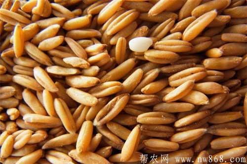 燕麥種植及種子處理方法