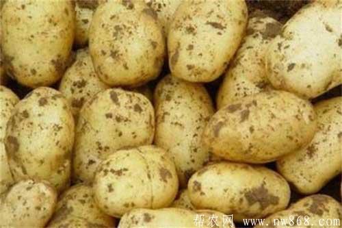 馬鈴薯常見病害種類和防治方法